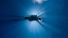 Orpheus Incarnate by Curionoir